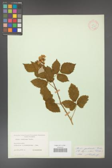 Rubus grabowskii [KOR 11078]