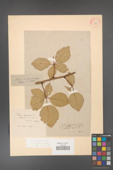Rubus grabowskii [KOR 11056]
