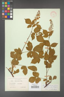 Rubus grabowskii [KOR 11079]
