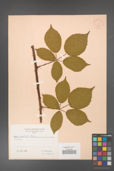 Rubus grabowskii [KOR 11088]