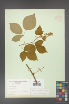 Rubus grabowskii [KOR 11085]
