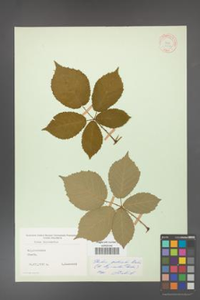 Rubus grabowskii [KOR 11082]