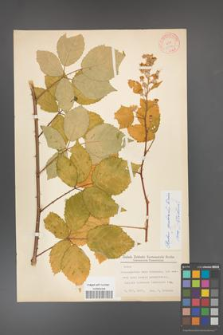 Rubus grabowskii [KOR 11086]