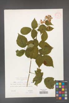 Rubus grabowskii [KOR 6415]