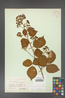 Rubus grabowskii [KOR 11083]