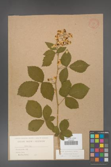 Rubus grabowskii [KOR 525]