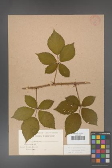 Rubus grabowskii [KOR 481]