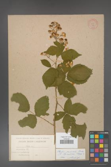 Rubus grabowskii [KOR 477]