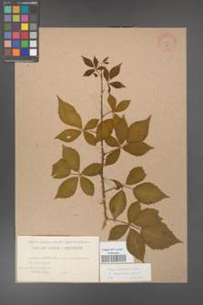 Rubus grabowskii [KOR 483]
