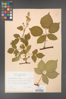 Rubus grabowskii [KOR 43250]