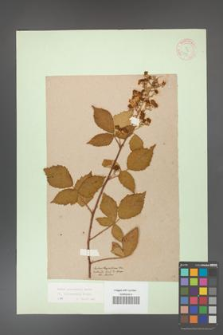 Rubus grabowskii [KOR 11097]