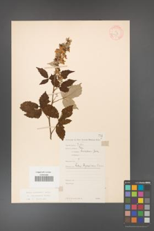 Rubus grabowskii [KOR 11095]