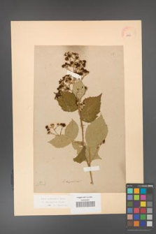 Rubus grabowskii [KOR 11053]