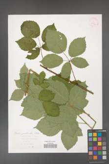 Rubus grabowskii [KOR 29918]