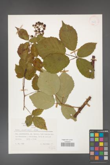 Rubus grabowskii [KOR 24853]