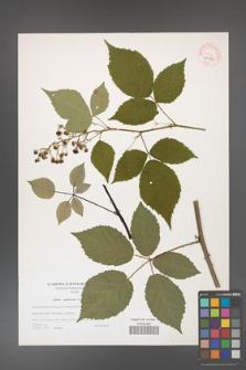 Rubus grabowskii [KOR 40583]
