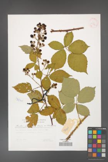 Rubus grabowskii [KOR 29802]