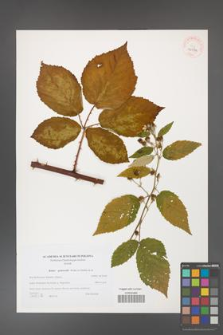 Rubus grabowskii [KOR 40570]