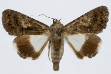 Catephia alchymista