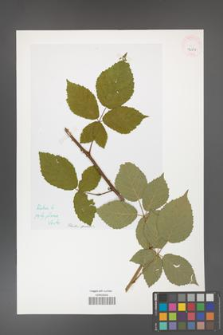 Rubus grabowskii [KOR 42670]