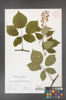 Rubus grabowskii [KOR 44430]