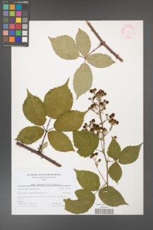 Rubus grabowskii [KOR 44593]