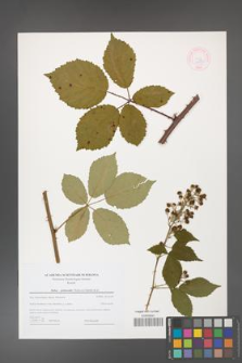 Rubus grabowskii [KOR 44590]