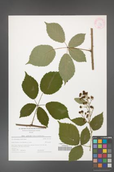 Rubus grabowskii [KOR 44588]