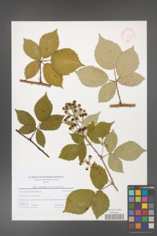 Rubus grabowskii [KOR 44594]