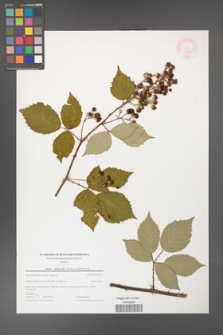 Rubus grabowskii [KOR 44583]