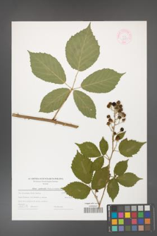 Rubus grabowskii [KOR 44581]