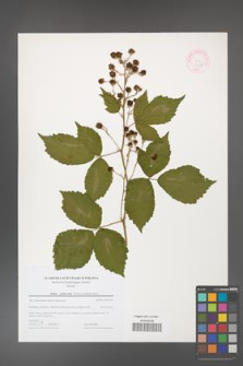 Rubus grabowskii [KOR 44598]