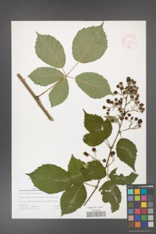 Rubus grabowskii [KOR 44597]