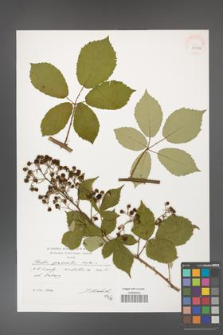 Rubus grabowskii [KOR 39886]