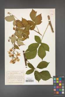 Rubus grabowskii [KOR 40490]