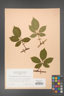 Rubus gracilis [KOR 30912]