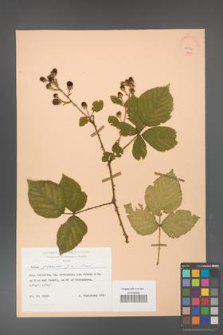 Rubus gracilis [KOR 25550]