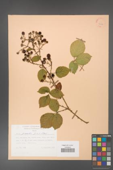 Rubus gracilis [KOR 25552]