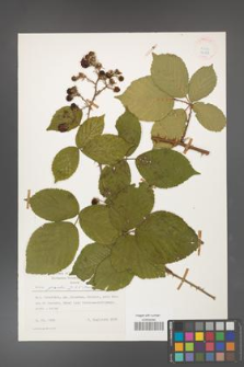 Rubus gracilis [KOR 24888]