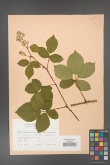 Rubus gracilis [KOR 22835]