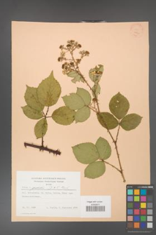 Rubus gracilis [KOR 22821]