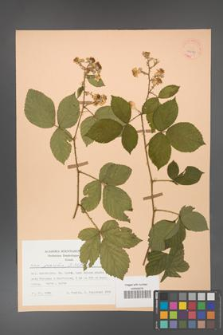 Rubus gracilis [KOR 25557]