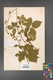 Rubus gracilis [KOR 11138a]