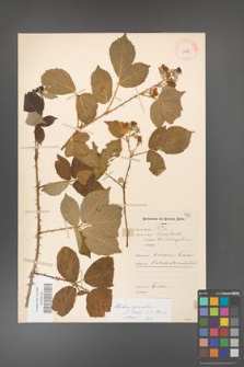 Rubus gracilis [KOR 11128]