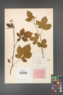 Rubus gracilis [KOR 11130]