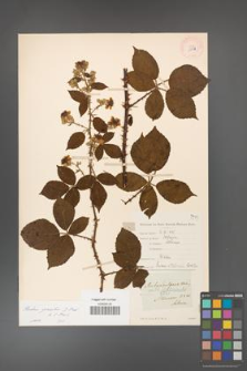 Rubus gracilis [KOR 11131]