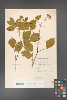 Rubus gracilis [KOR 11073]