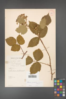 Rubus gracilis [KOR 11070a]