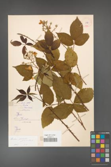 Rubus gracilis [KOR 11067]