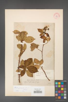 Rubus gracilis [KOR 11061]